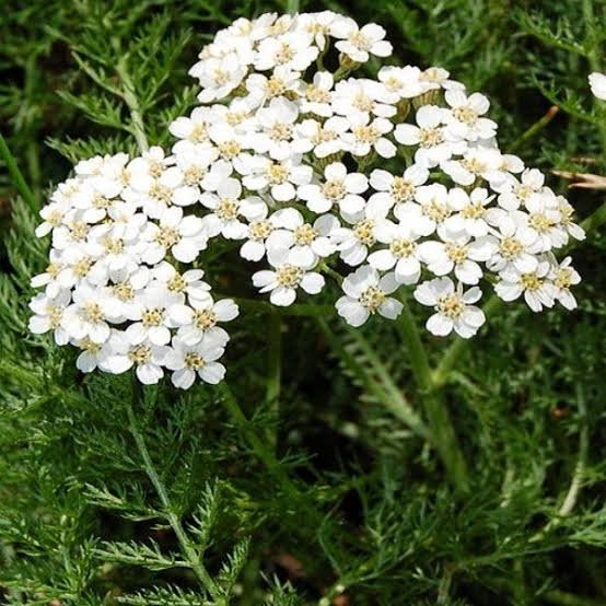 Achillee millefeuille